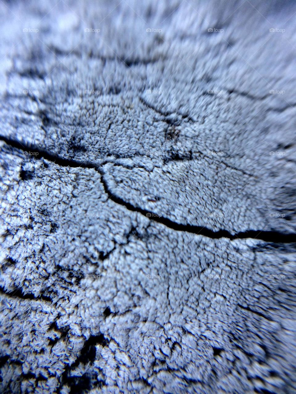 Patagonian tree bark, Argentina