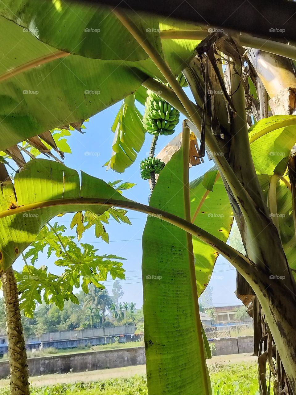 Green unripe bananas hanging in the tree