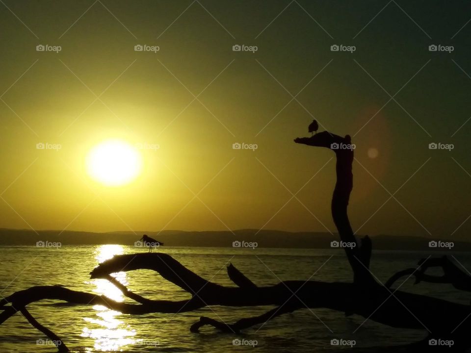 2 birds on a fallen tree seaside at sunrise