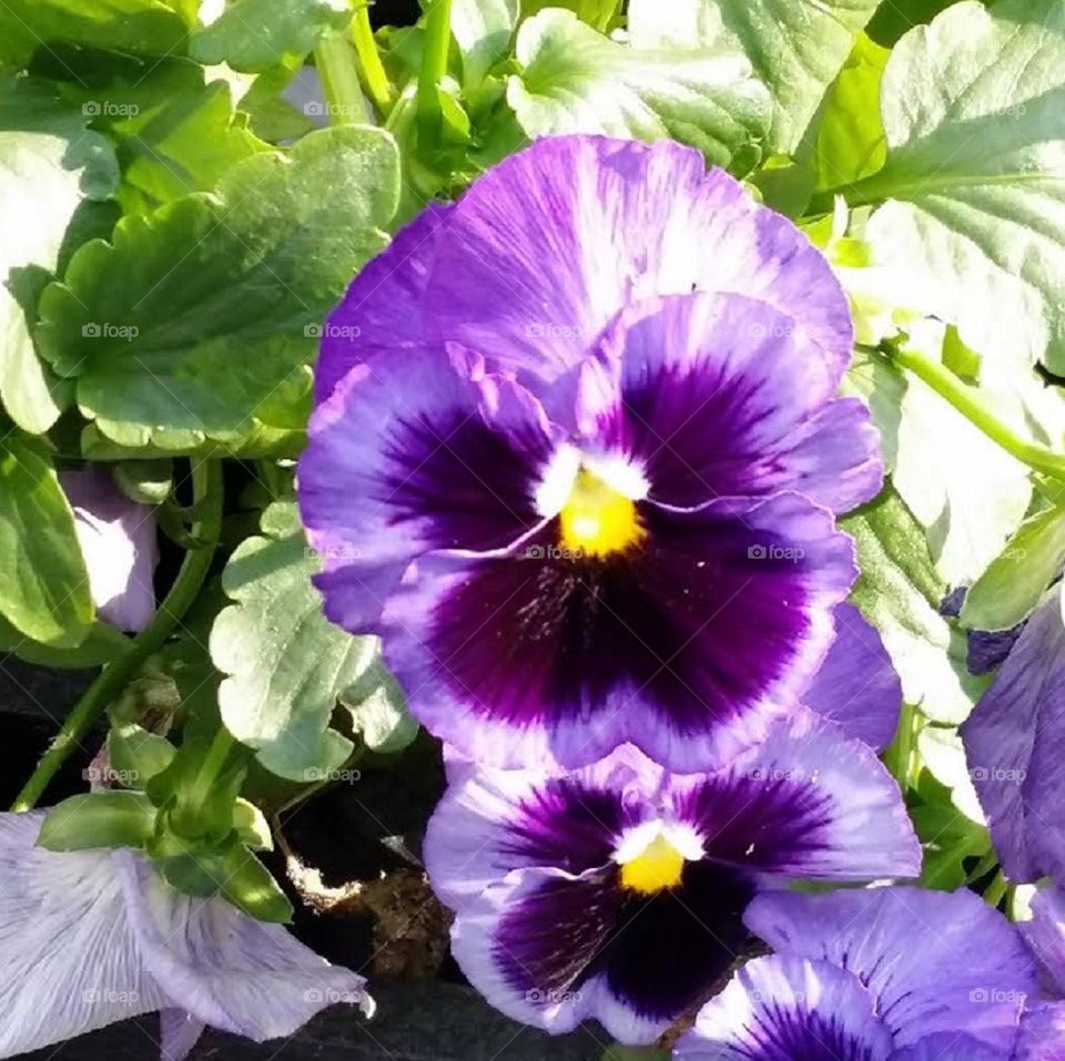 Purple Pansies