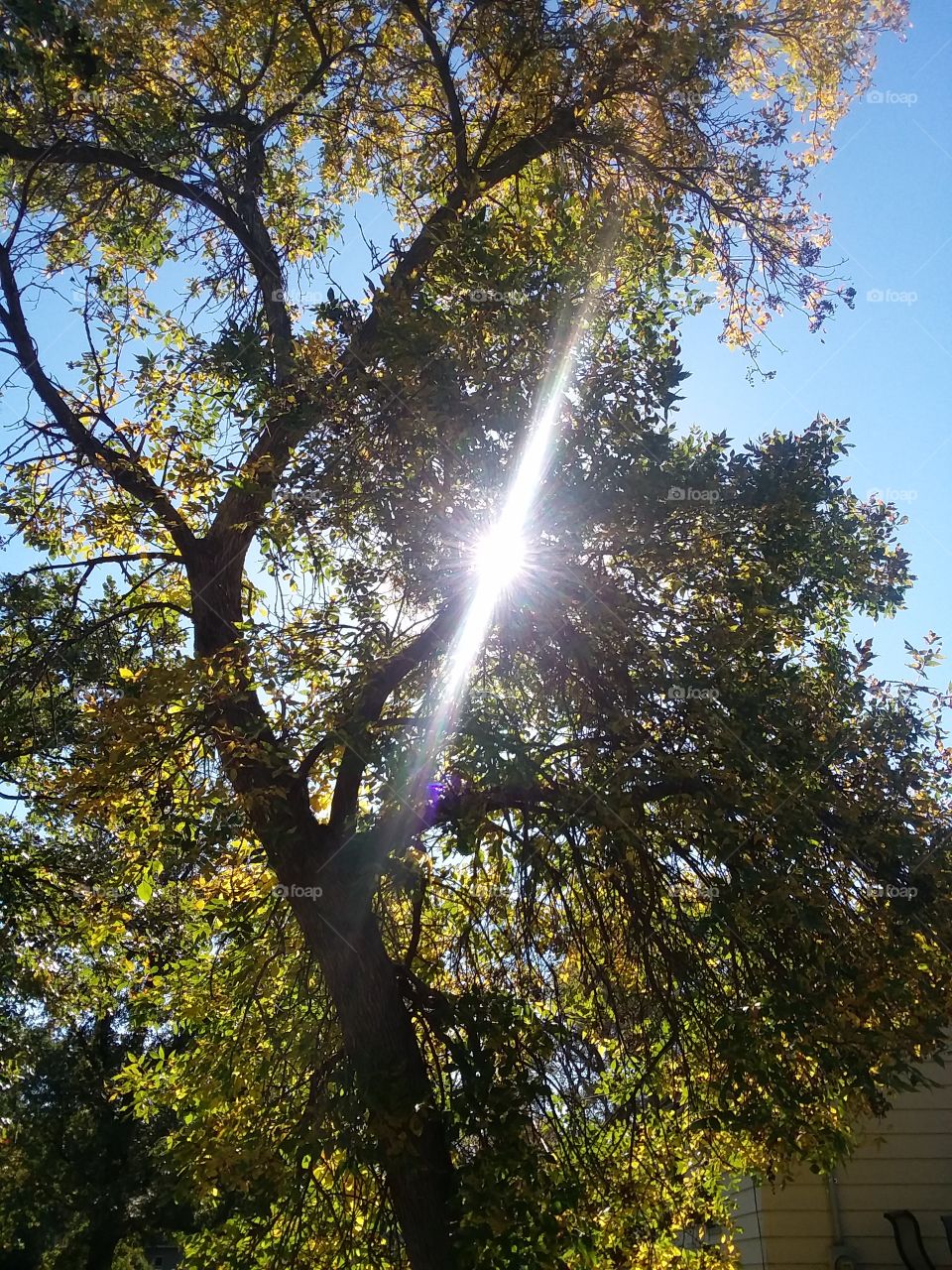 Sun Through the Fall Trees