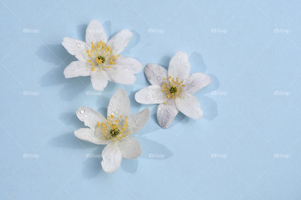 Flat lay of white flowers on light blue background