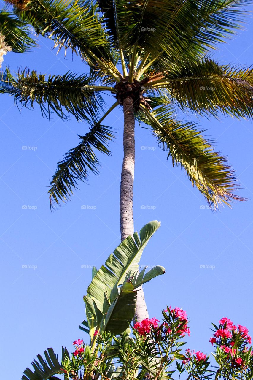 Palm Tree in Key West