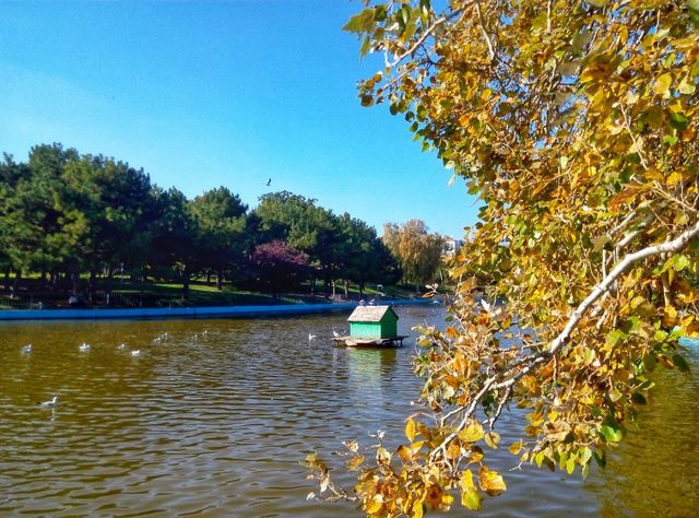 park lake trees озеро парк деревья