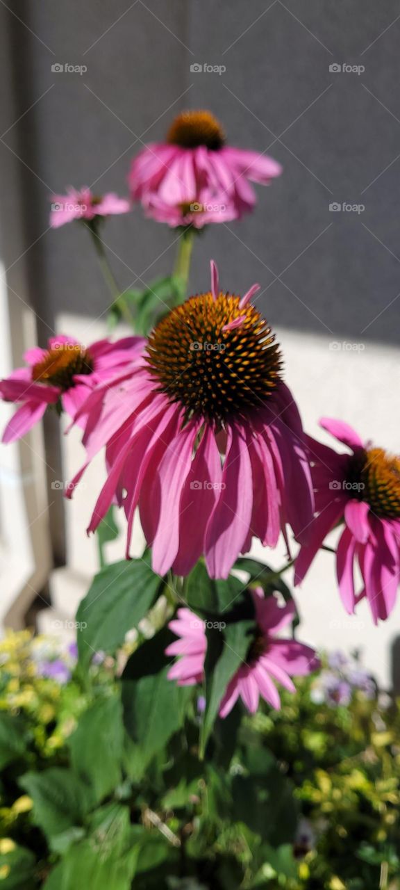 Flowers in the summer ☀️