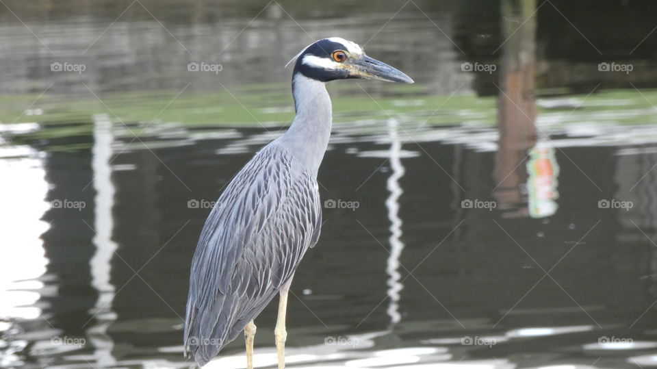 night heron on the Middle River, Wilton Manors, Florida