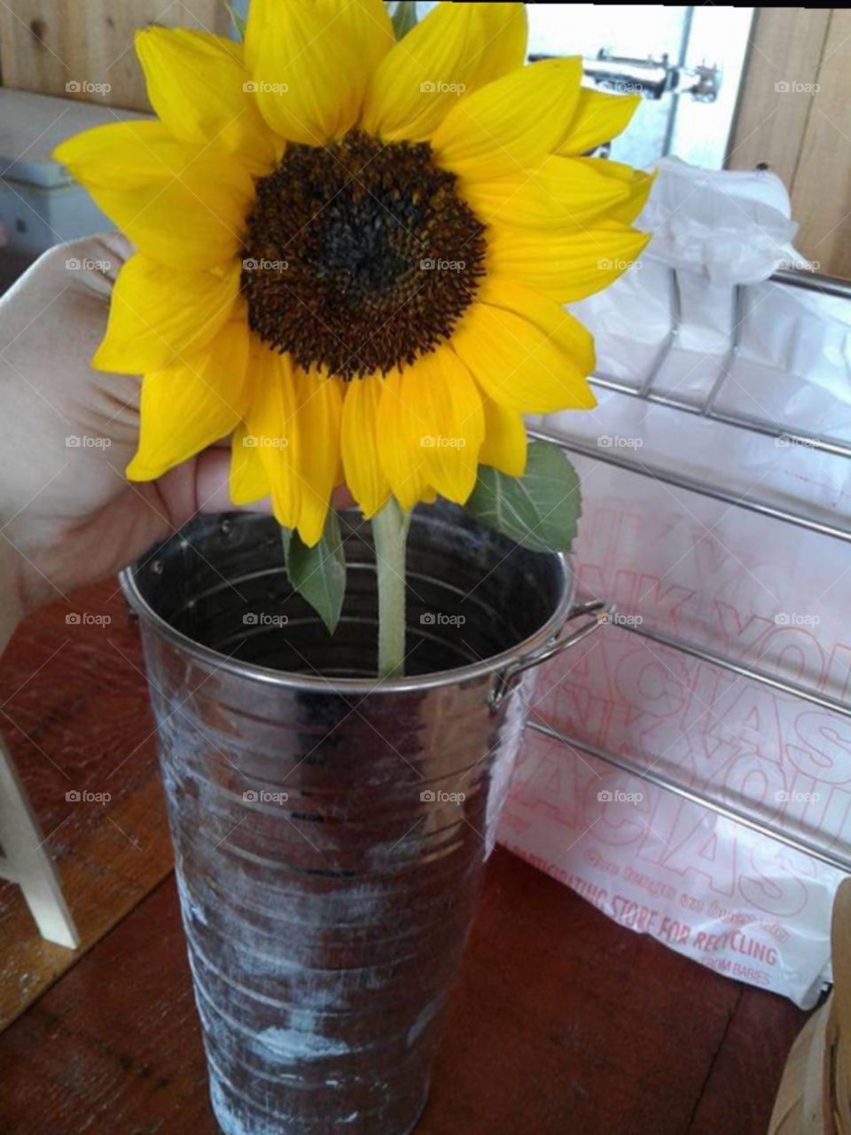 Sunflower in a pot