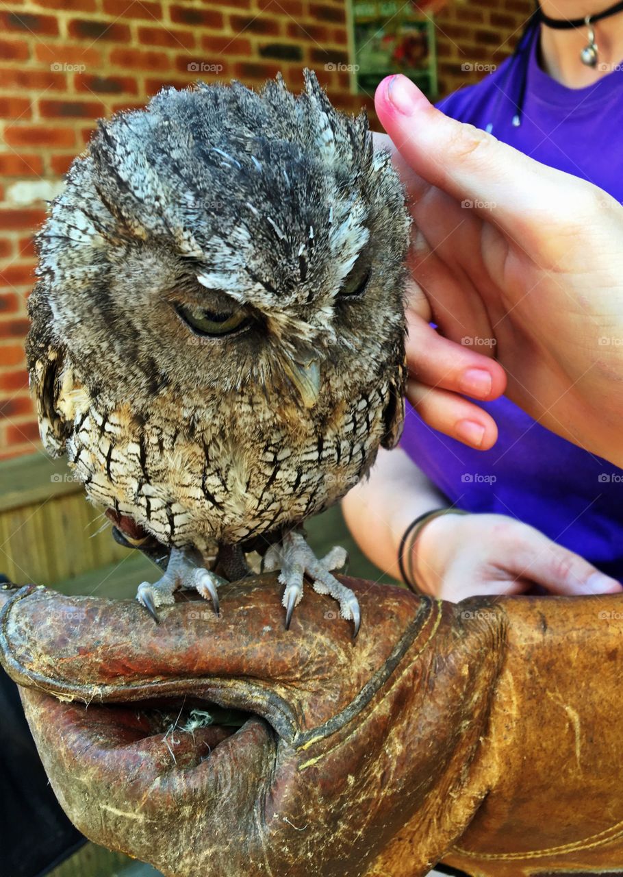 Beautiful little owl
