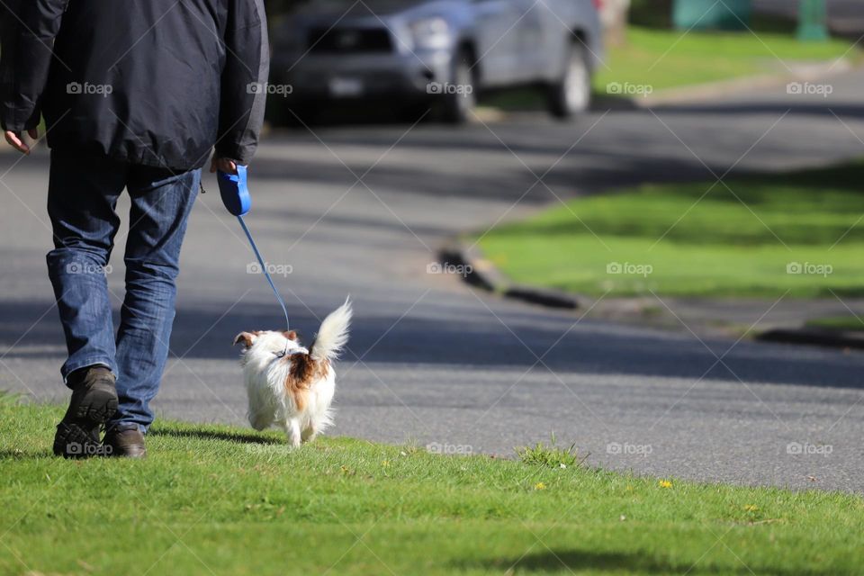 Man and dog walking 