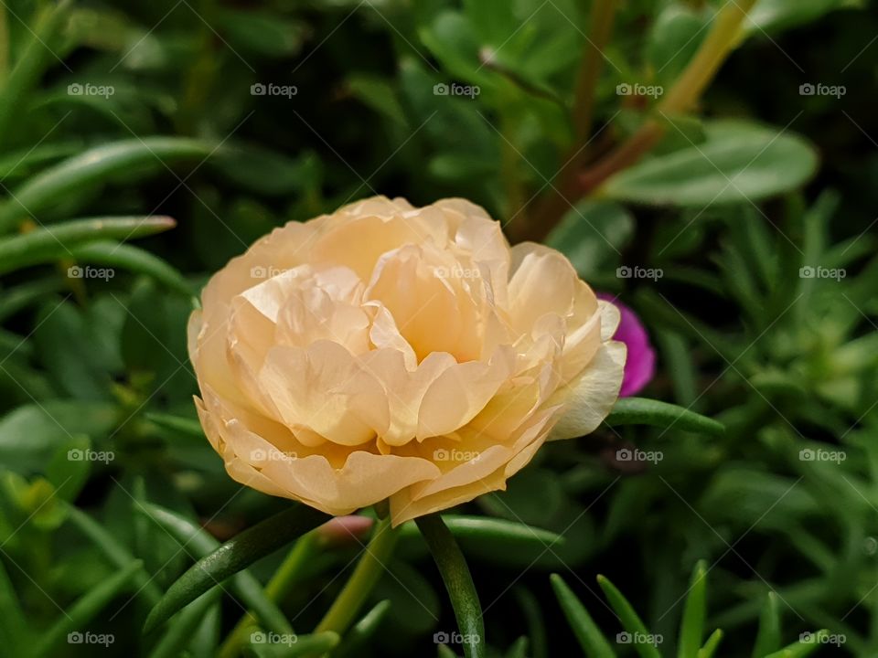 the Portulaca Grandiflora