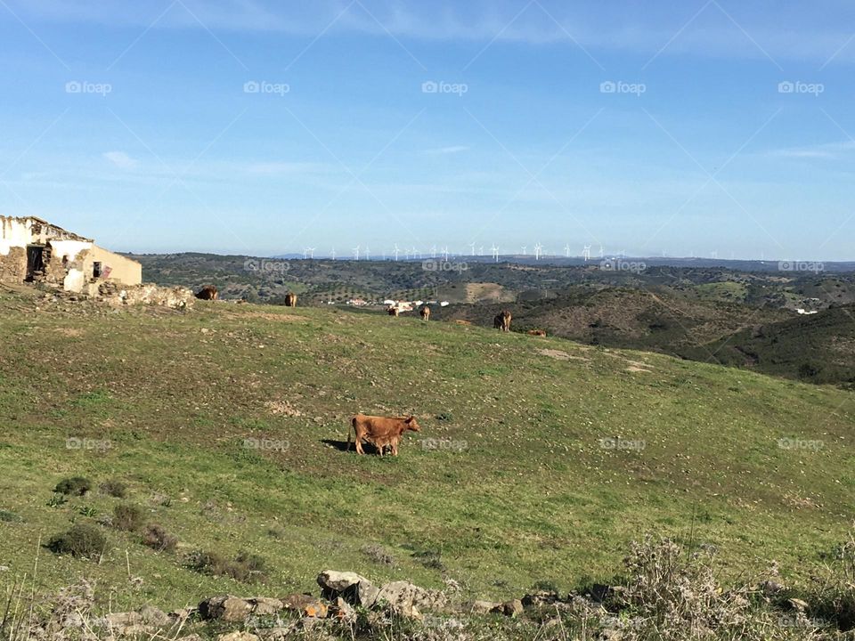Countryside landscape with mother cow and her young calf