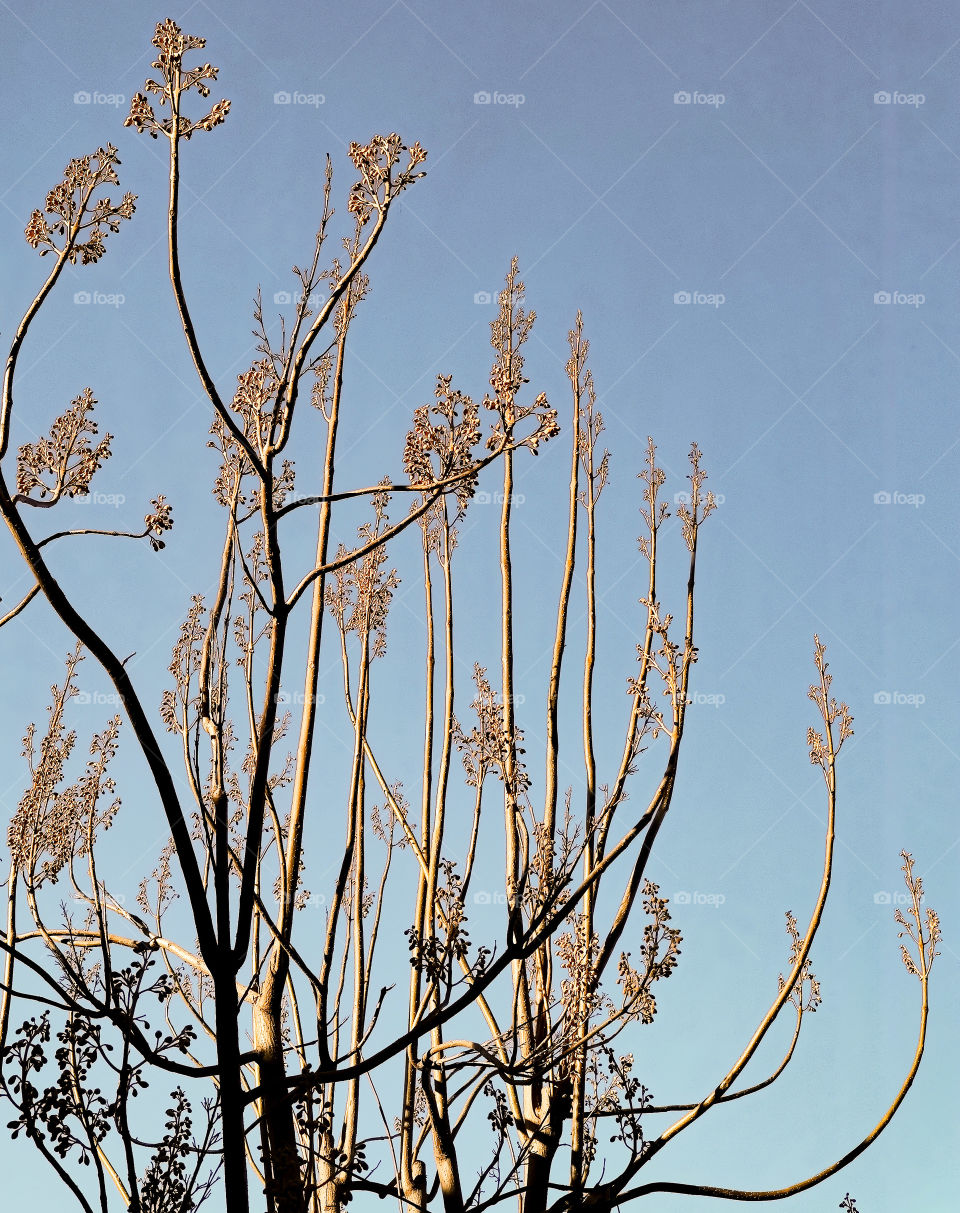 Afternoon light on a tree