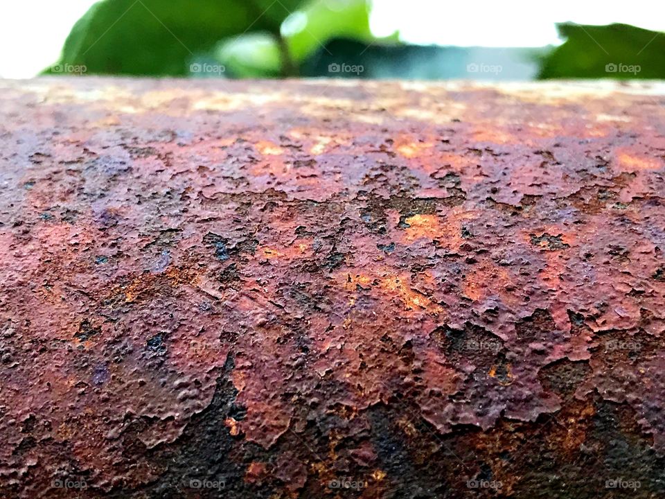 Orange rust