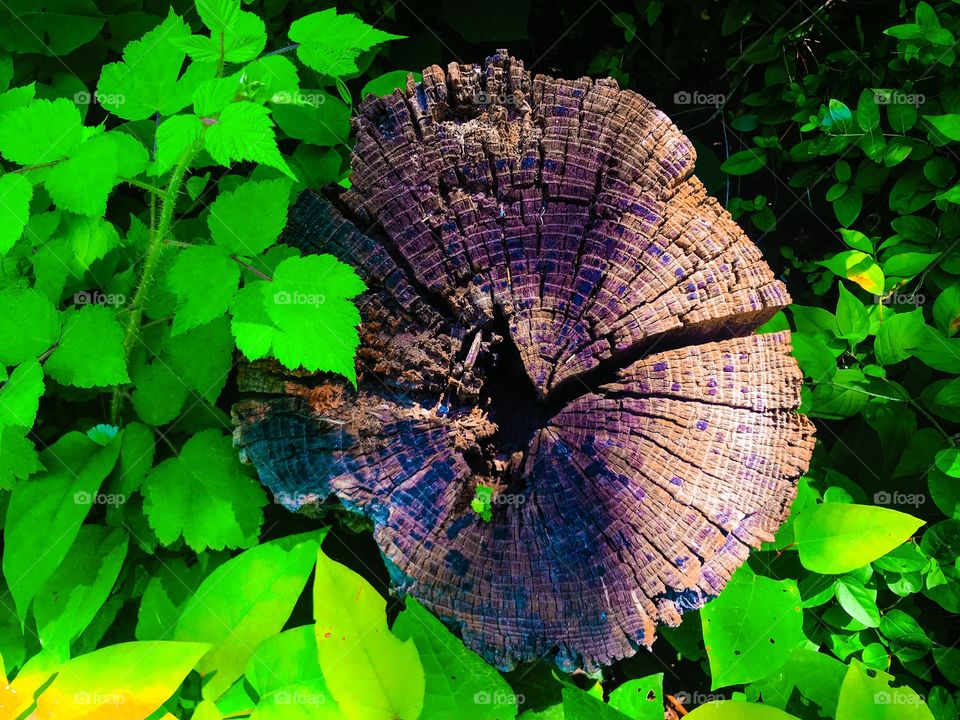 Tree trunk with a baby plant inside 