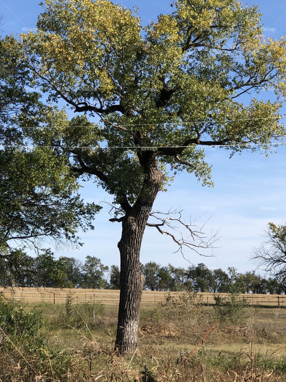 Tree in country