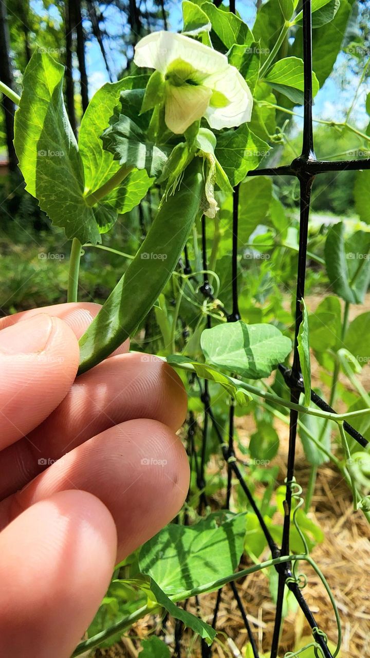 Growing peas at home in the vegetable garden