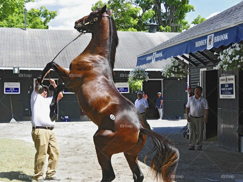 Fasig Tipton Select Yearling Sales at historic Saratoga.