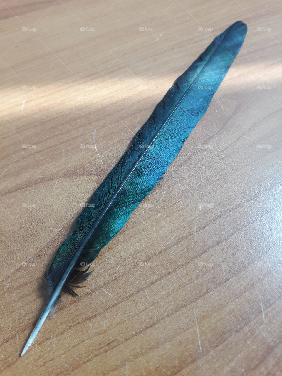 Feather of magpie