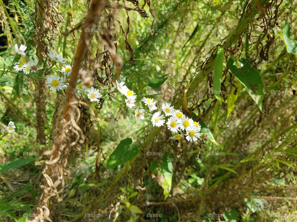 Nature, Flora, Leaf, Summer, Flower
