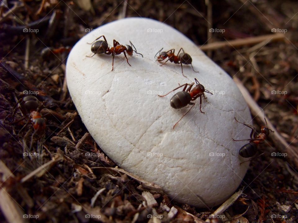 There is an ant hill close to my house.  The weather has been nice so the ants have been very busy and active. I noticed that many ants makes an interesting sound.