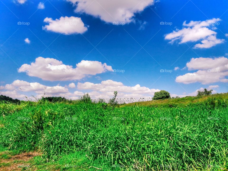 nature flower botany summer spring greens wild clouds sky