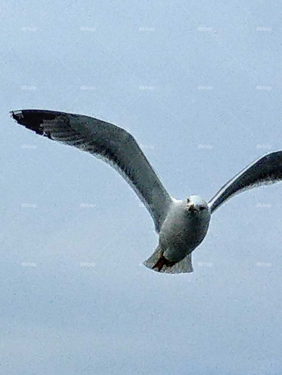 Best of the best: an albatross was flying freely and happily.