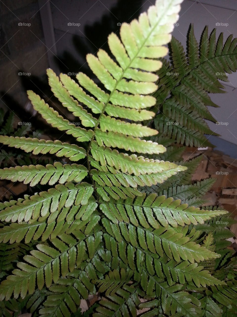 Ferns in the evening!