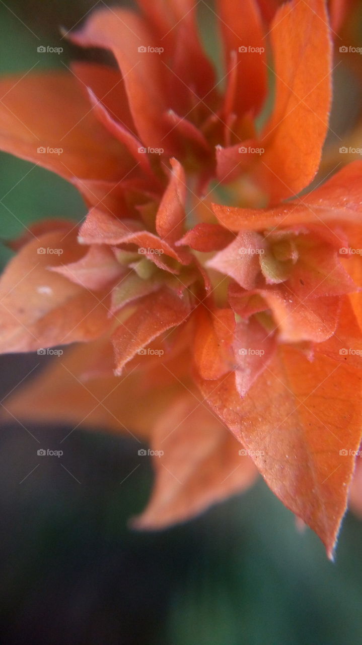 the most beautiful blooming little flowers in my garden