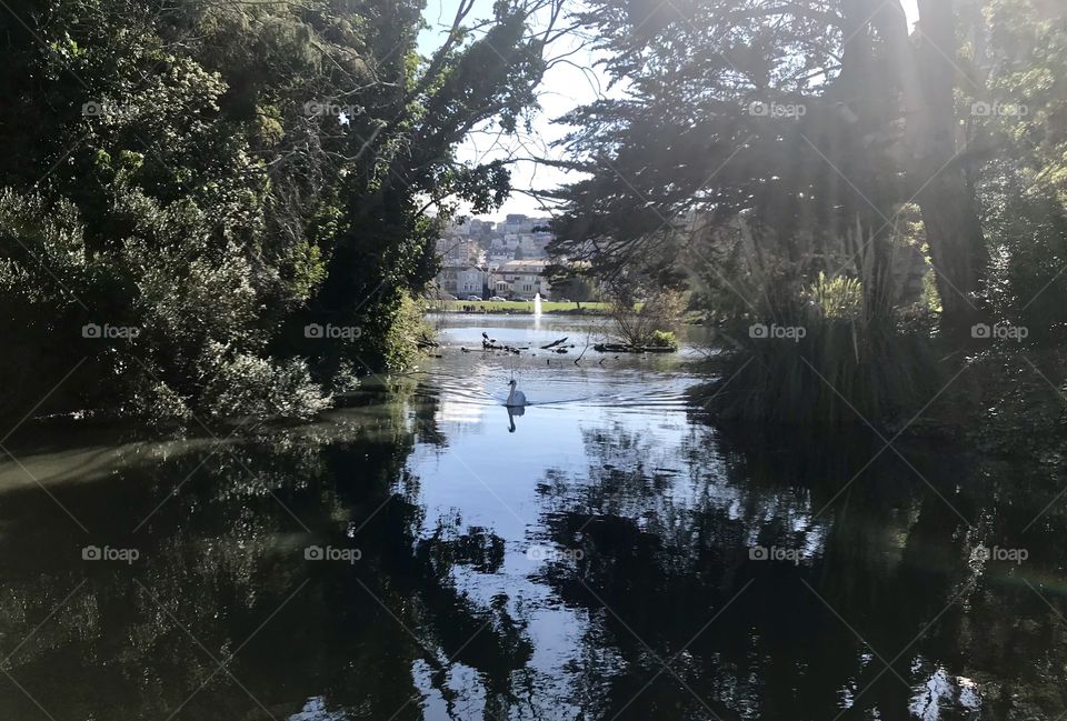 Swan swimming between trees in lake