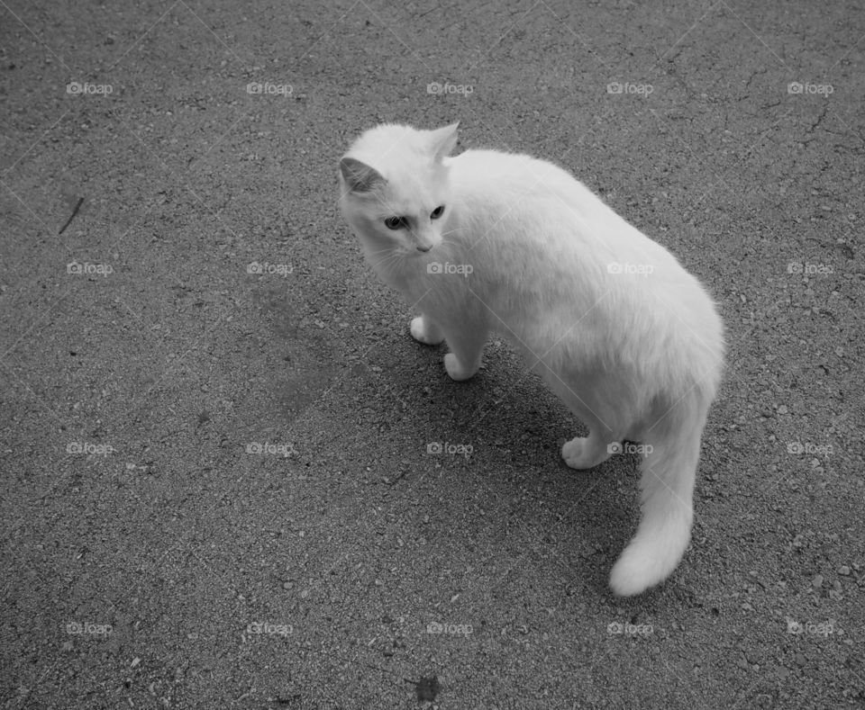 White cat on street