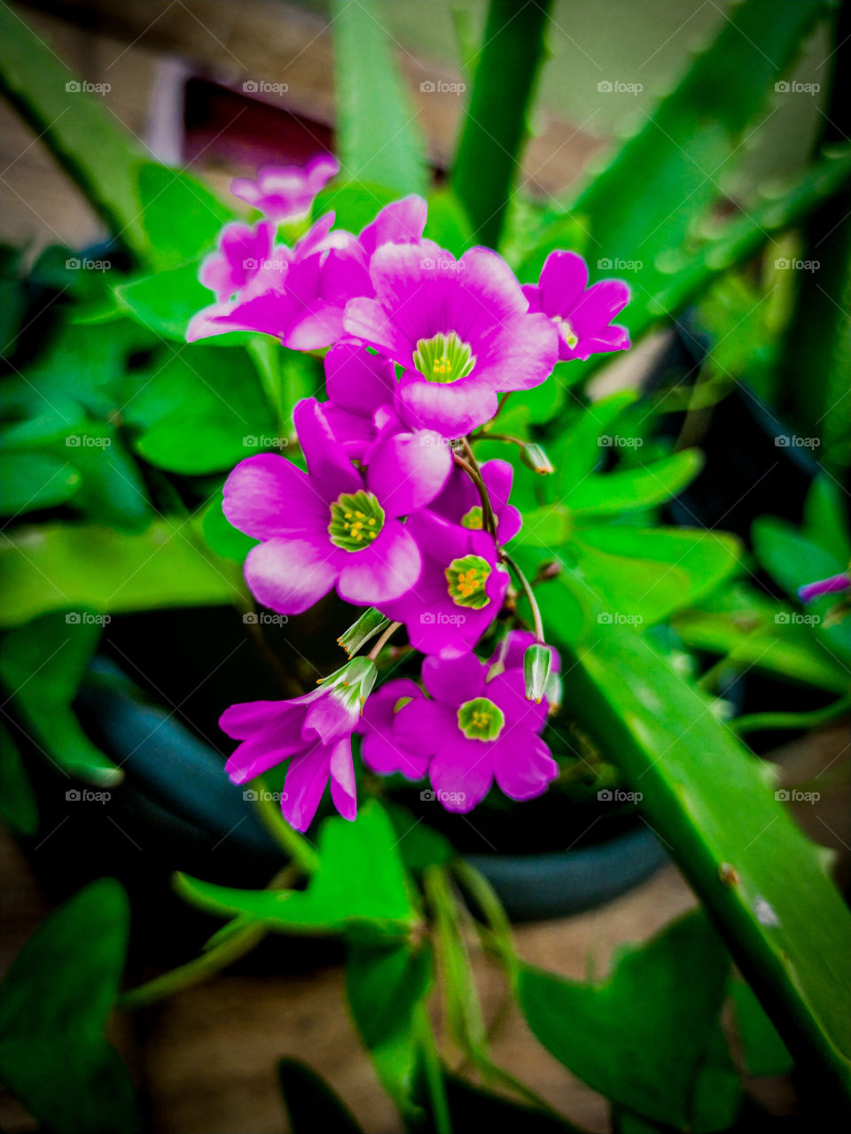 Small Purple Flowers