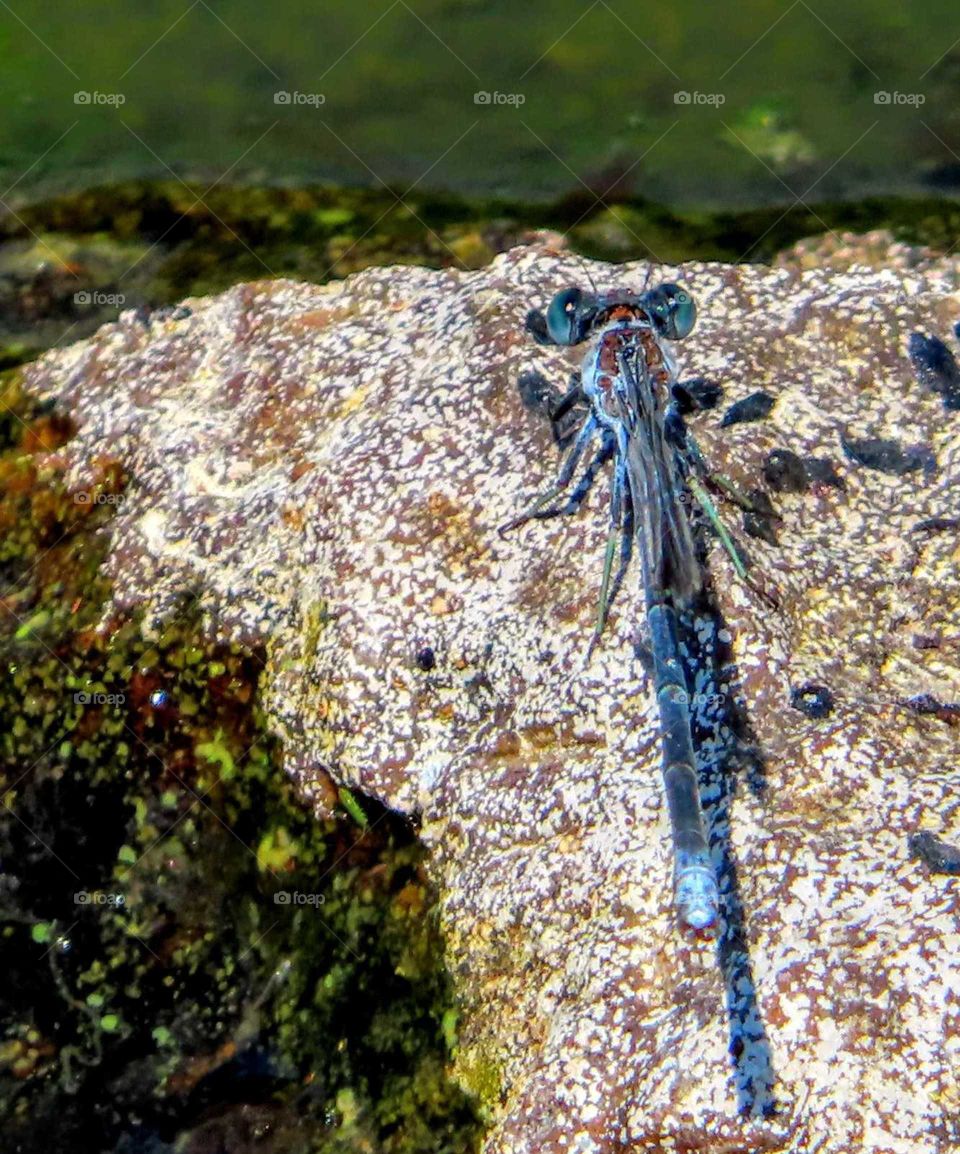 Vibrant Blue Dragonfly Perched on Rocks by Waters Edge "Edgy Little Guy"