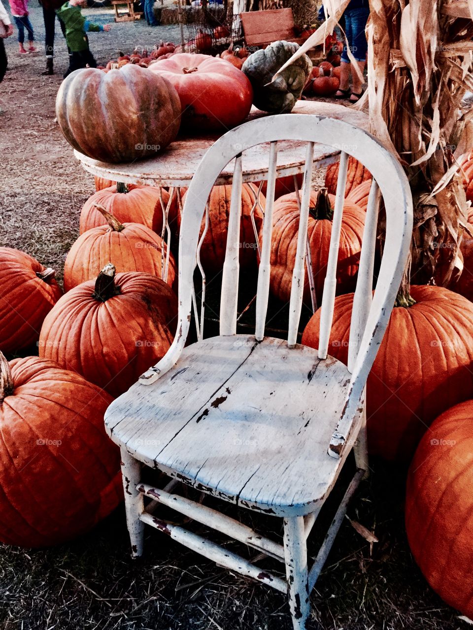 Old white chair in pumpkin