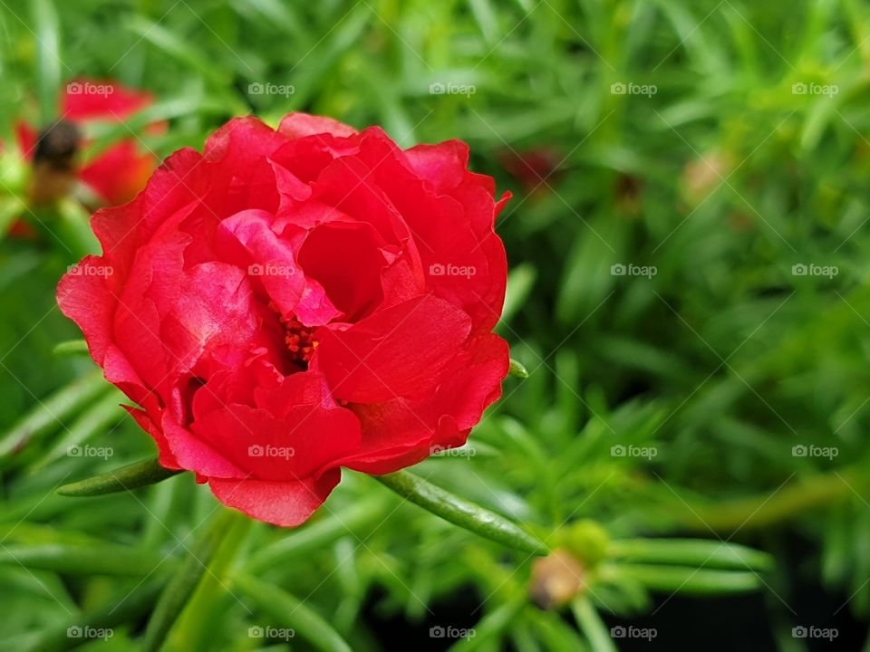 the portulaca grandiflora