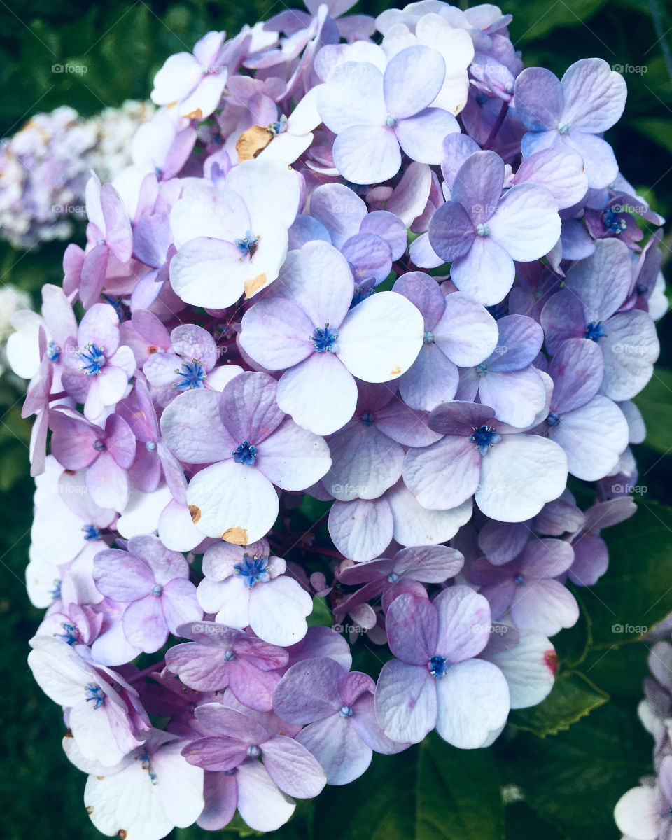 Wonderful flowers to make the day more beautiful.  Long live the beauty of nature! / Flores maravilhosas para deixar o dia mais bonito. Viva a beleza da natureza! 