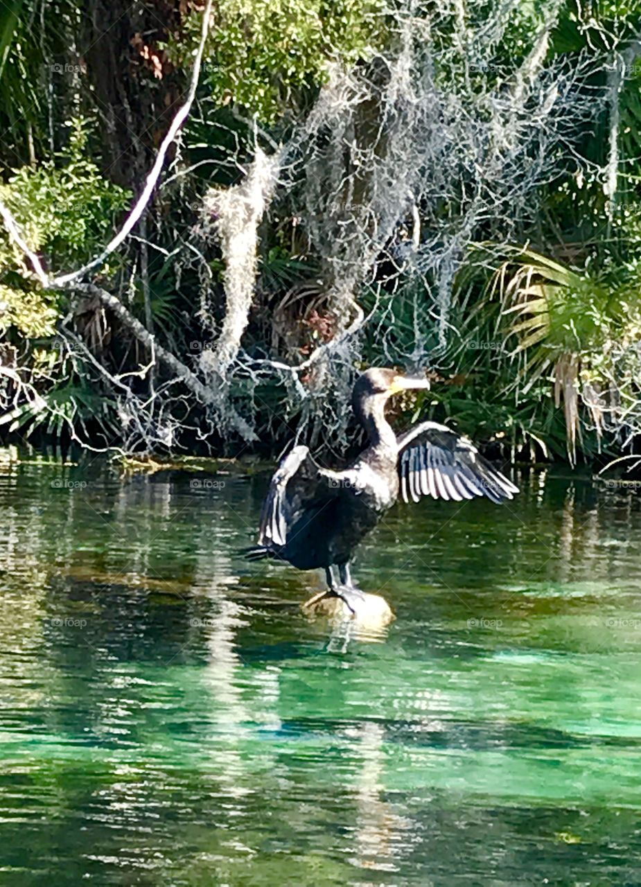 A Cormorant bird after swimming to catch fish stands on a Rock  and spreads his wings to dry them. 
