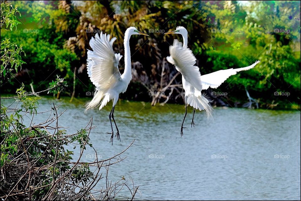 Aerial courtship dance of Great White Egrets over water.