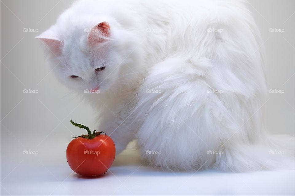 White norwegian forest cat and tomato