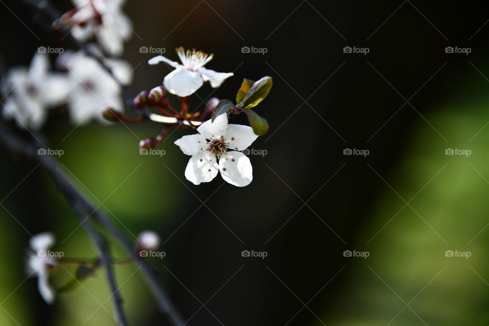 Aun paso de la primavera - A step away from the spring