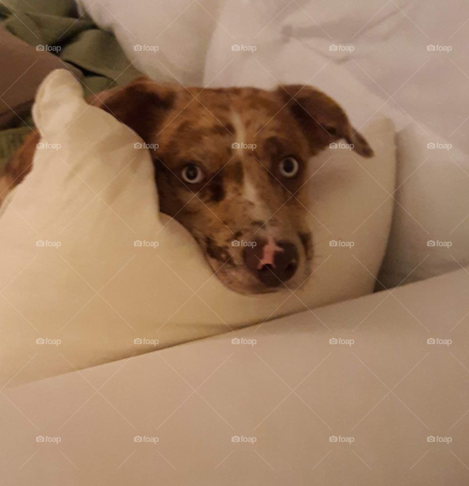 Catahoula Leopard Dog.  Dog and pillow 