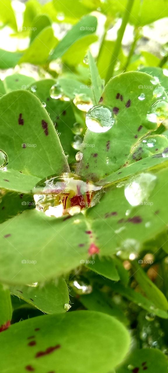 Raindrops on leaves