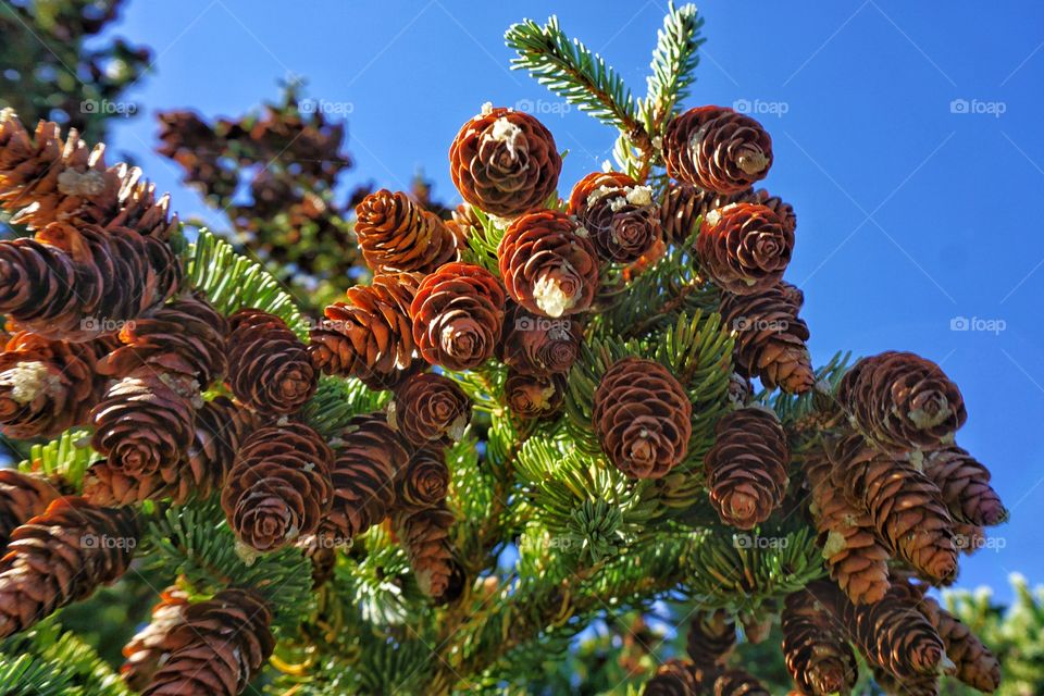 Low angle view of a pine cones