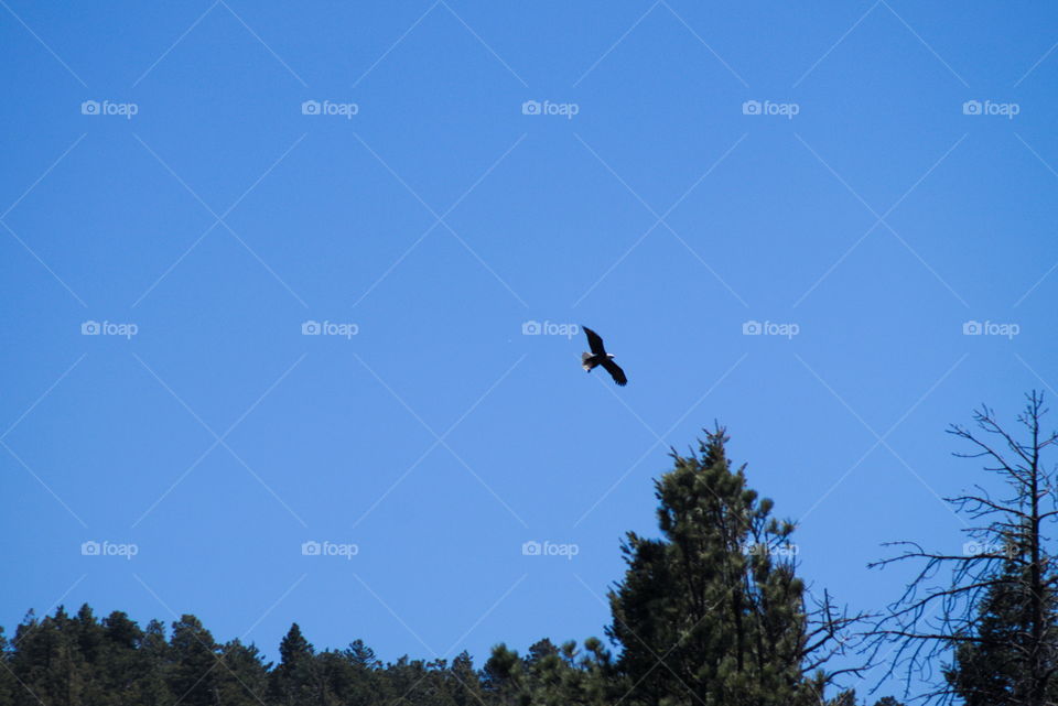 bald eagle raptor flight sky tree female