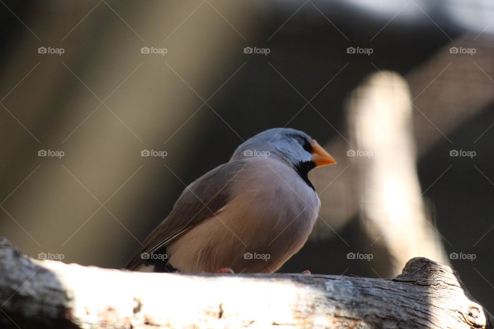 A cute little finch sitting atop the branches of its small area, eyes closed and trying to get some shuteye 