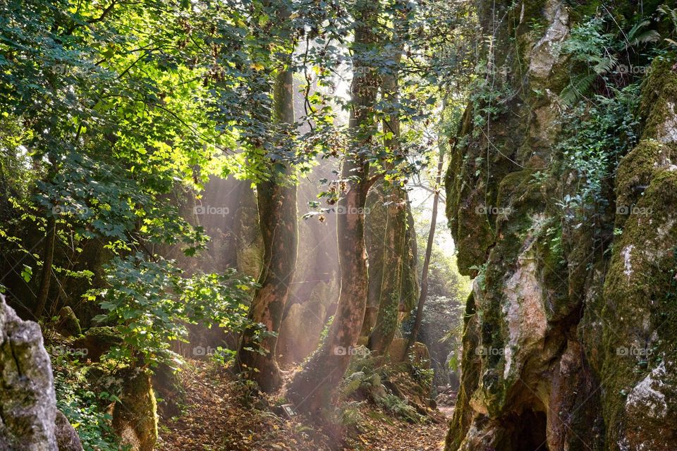 Sun rays coming through the leaves of the trees in a forest