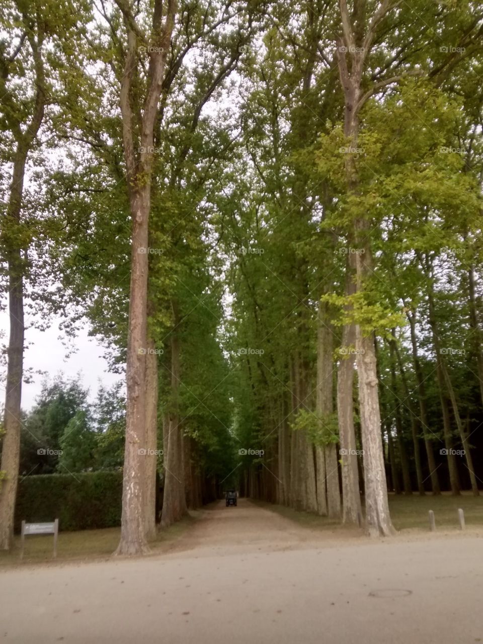 Forest in every season