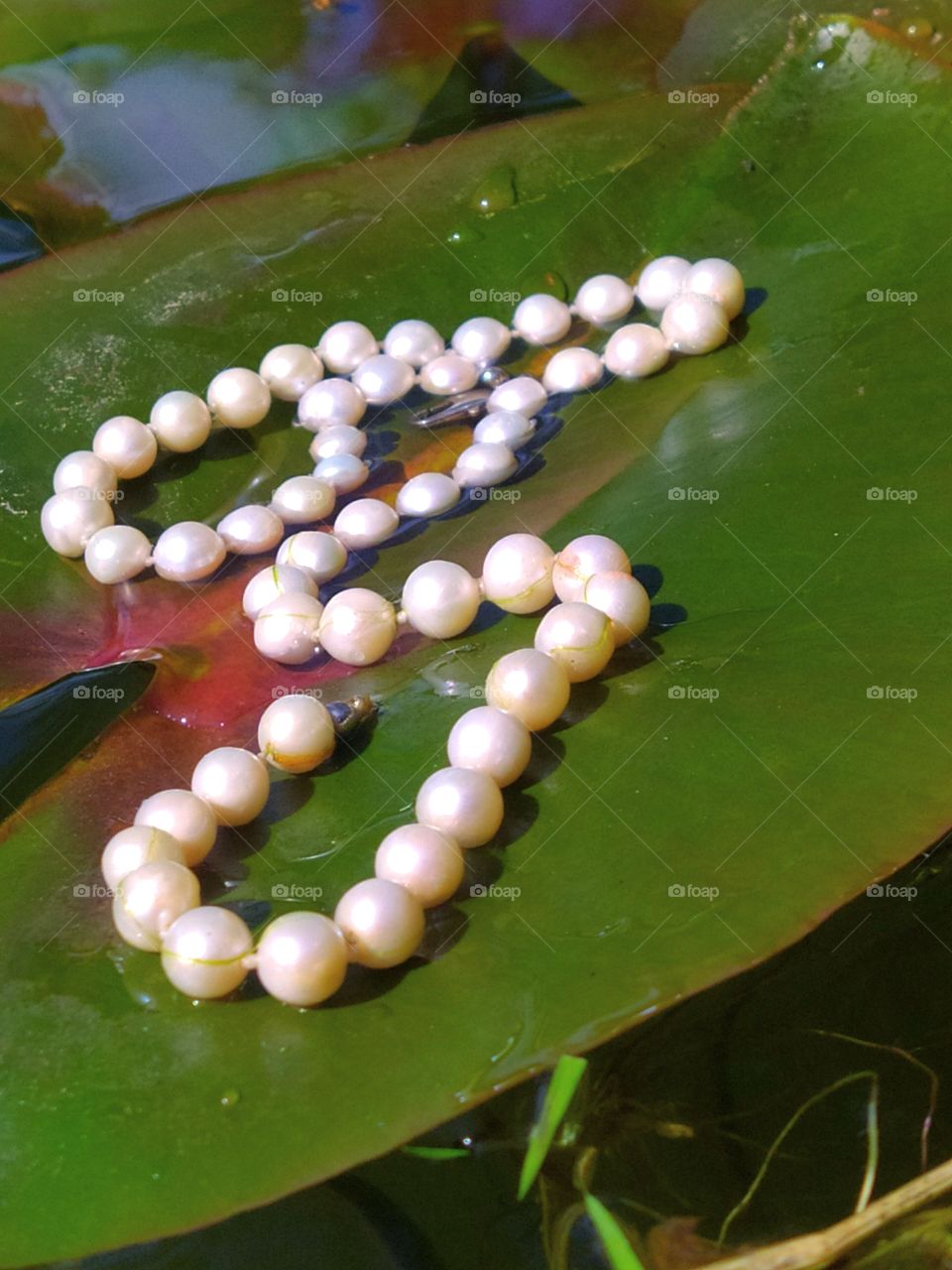 A string of white pearls on a green water lily leaf.