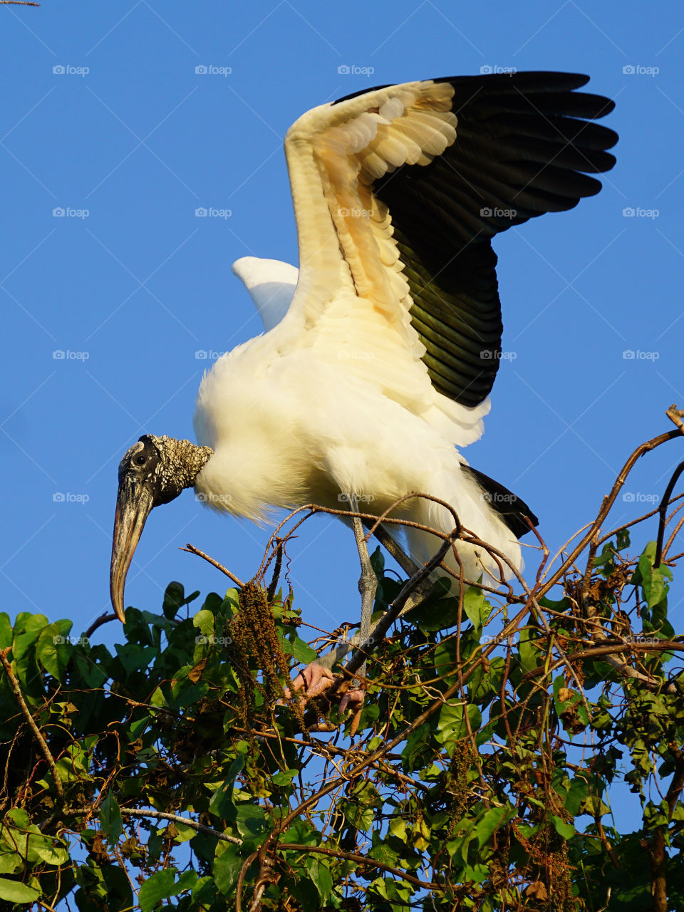 Wood stork taking off