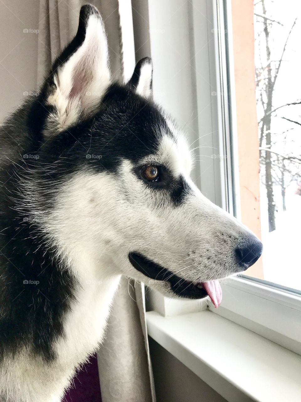 The photo shows a husky looking out the window.