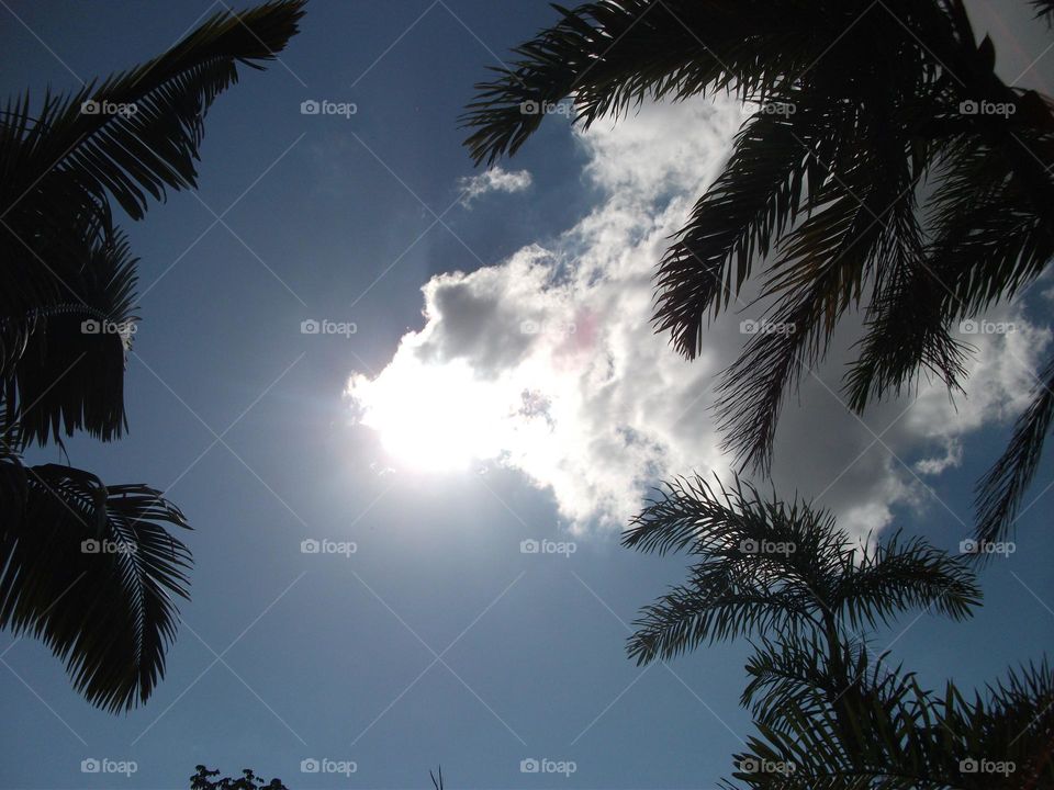 Sol forte entre as grandiosas folhas de palmeira.